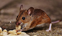 Find Exterminators in Stutsman County